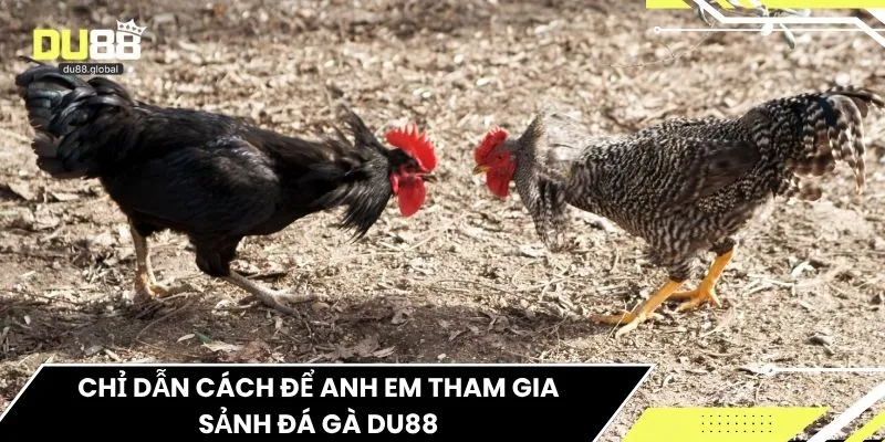 Chỉ dẫn cách để anh em tham gia sảnh đá gà DU88