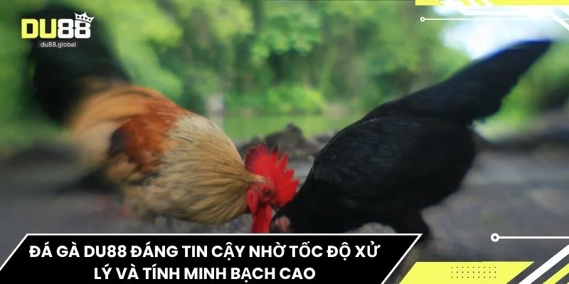 Đá gà DU88 đáng tin cậy nhờ tốc độ xử lý và tính minh bạch cao